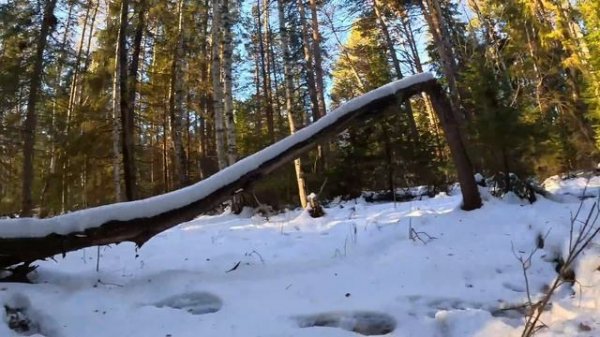 ЗЕМЛЯНКА В ЛЕСУ - ПРИШЕЛ С НОЧЕВКОЙ и ОСТАЛСЯ! КРУГОМ ЗВЕРИ | ВЕРНУЛСЯ в ДОМ ПОД ЗЕМЛЕЙ | Лесные