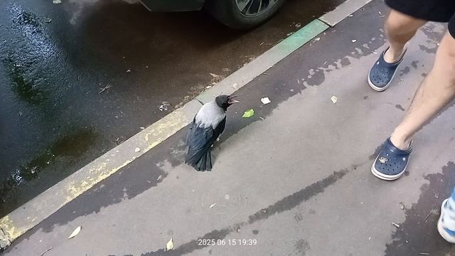 Крыло повредила или территорию защищает? смотреть онлайн