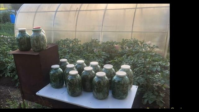 ИВАН-ЧАЙ (КИПРЕЙ) - заготовка и ферментирование. смотреть онлайн