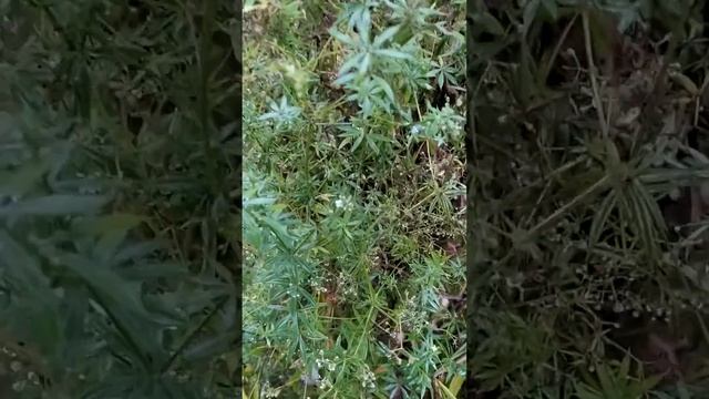 Цветут ли растения осенью? Цепкий Подмаренник на Яузе осень 2022 смотреть онлайн