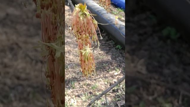 Как цветёт американский клён? Мужское растение смотреть онлайн