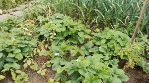 Клубника Мурано.