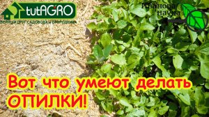 ВОТ ЧТО УМЕЮТ ДЕЛАТЬ ОБЫКНОВЕННЫЕ... ОПИЛКИ! Не осталось ни одного сорняка! Забудьте о прополке!