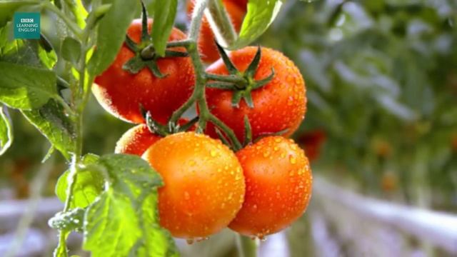 10 Easy English Words_ Vegetables 🍅🥕🧅🍆🥔 смотреть онлайн