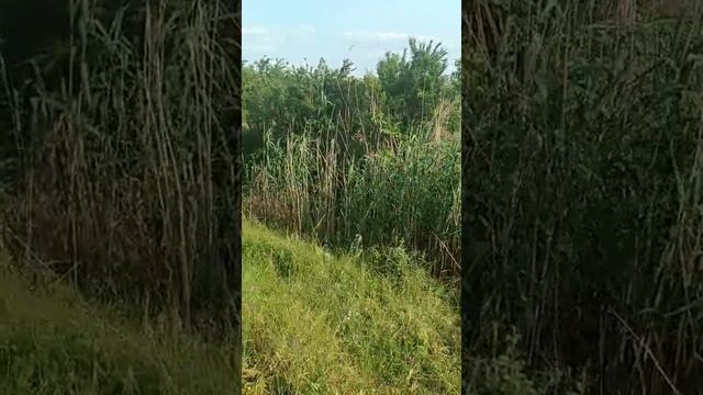 VID-20250616-WA0029.mp4 смотреть онлайн