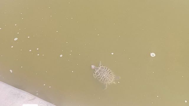 пруд с черепашками возле торгового центра в Севастополе/пруд/черепахи смотреть онлайн