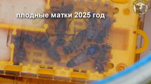 Плодные матки Состояние на пасеке в июне