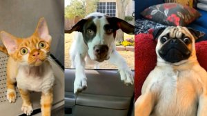 😹СМЕШНО ДО СЛЁЗ ▶ Лучшее видео с кошками и собаками🔥