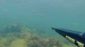 Лобан / Подводная охота