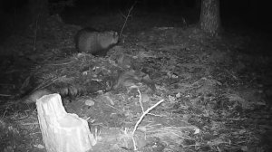 СТРОИМ НОВЫЙ ДОМ в ЛЕСУ на СВОЕМ УЧАСТКЕ | ПОДНИМАЕМ ФУНДАМЕНТ, СДЕЛАЛИ СТЕНЫ и КРЫШУ - Лесные