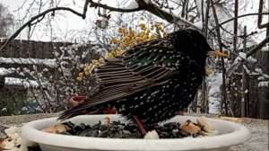 Разнообразие Птиц на кормушке (07.04.2025 года)