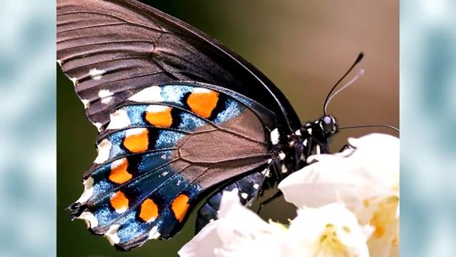 И через сто лет — красавица! Настрой Сытина. Читает Александр Бахтин.