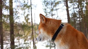 В ЗЕМЛЯНКЕ КАК ДОМА! ЖИВУ В ЛЕСУ С РЫЖИМ ЗВЕРЕМ - ВЕРНУЛСЯ в ДОМ ПОД ЗЕМЛЕЙ | Жизнь в ТАЙГЕ - Лесные