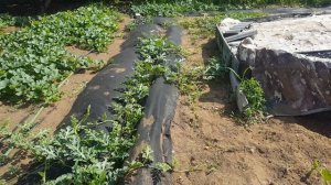 моя усадьба