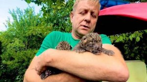 Мама леопард РВАНУЛА на Олега Зубкова и схватила его телефон, такой кошке лучше