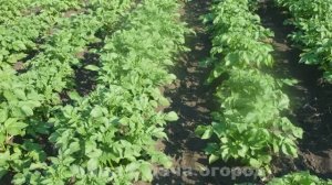 Как окучивать картошку- правильно легко и быстро. Окучивание картофеля вручную, просто тяпкой