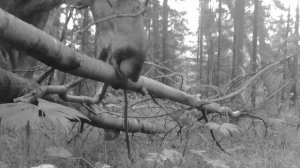 ВЫЖИТЬ В ГОРАХ ПОМОЖЕТ ЭТОТ ДОМ - СДЕЛАЛ ПОДВАЛ, УСТАНОВИЛИ ОКНА, ОБШИЛ ПОТОЛОК - ИЗБА В ГОРАХ