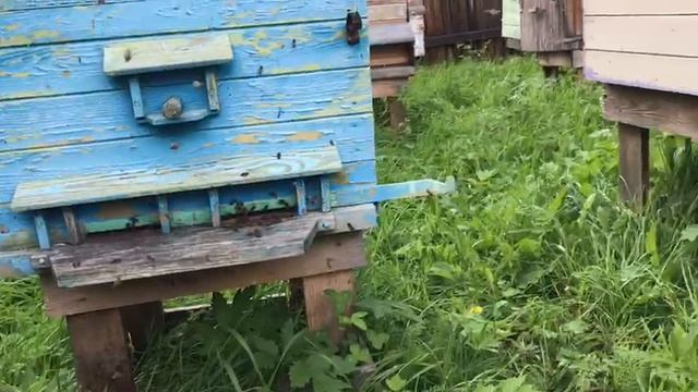 ОБЛЕТ МОЛОДЫХ ПЧЕЛ 15 ИЮНЯ смотреть онлайн
