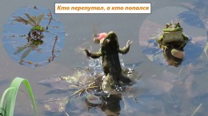 Лягушка и стрекоза. Что бывает, если перепутать объект для симпатий. Июнь