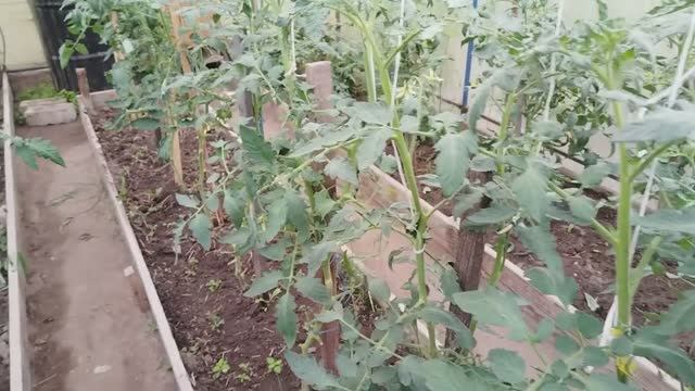 Наконец навела порядок в теплице и на огороде после дождей. Мой полив томатов — фитофтора. смотреть онлайн
