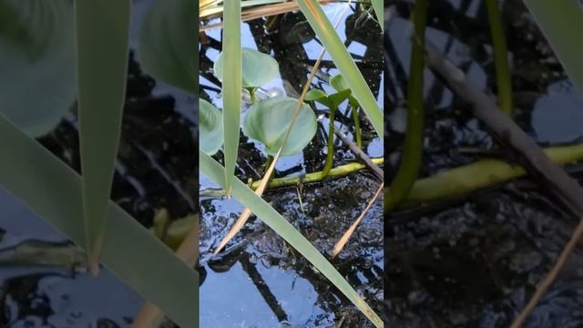 Корневище белокрыльника на осеннем болоте реки Яуза в Москве смотреть онлайн