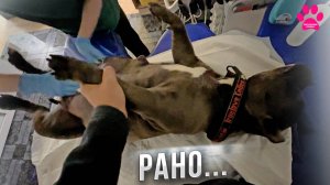 Роды у собаки начались РАНЬШЕ срока...