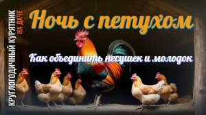 Теперь мы знакомим молодняк и взрослых птиц иначе — через ночь с петухом