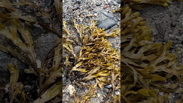 Зачем фукусу аскофиллум нужны пузырьки? Белое море смотреть онлайн