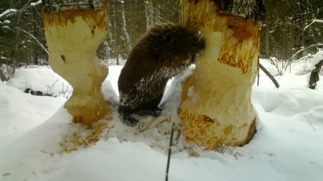 Лучший способ построить ДОМ в ЛЕСУ своими руками смотреть онлайн