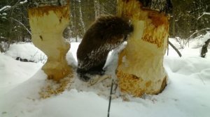 Лучший способ построить ДОМ в ЛЕСУ своими руками