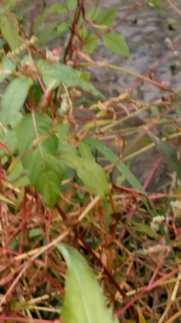 Муха, прикидывающаяся пчелой и осой собирает нектар с цветка бодяка. Лефортовский парк Москва смотреть онлайн