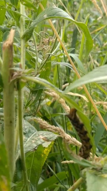 Гусеницы бражника на Кипрее Волосистом на Яузе смотреть онлайн