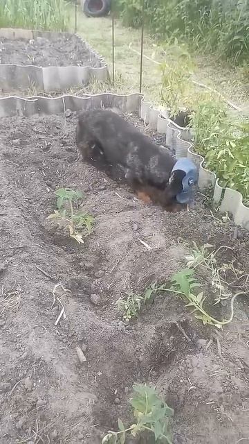 Вам СРОЧНО нужен такой помощник ДОМА! #доброеутро #видеосживотными #животные #юмор #shorts смотреть онлайн