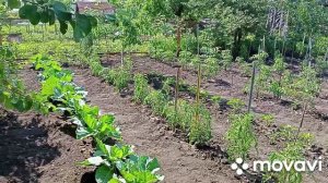 Дом огород цветы