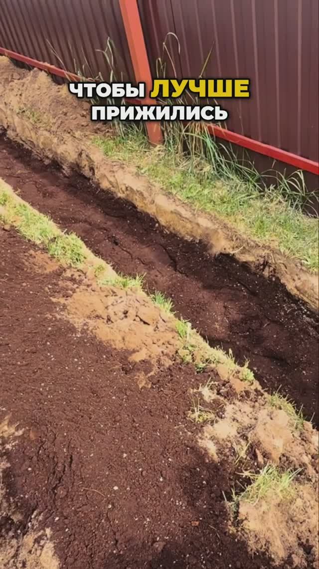 Живая Изгородь Из Туй Как По Линеечке🪴💥 #дача #сад #садоводство смотреть онлайн