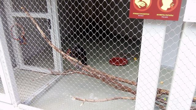 Центр спасения птиц московского зоопарка. Ворон.