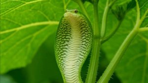 Быстрый и дешевый способ охоты на змею. Ловушка от змей своими руками