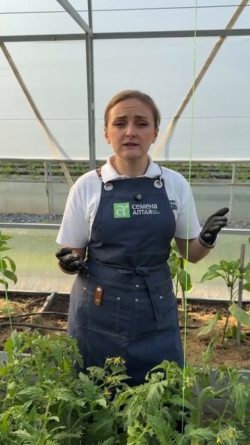 ЧЕРЕЗ СКОЛЬКО ДНЕЙ СОЗРЕВАЮТ ТОМАТЫ? смотреть онлайн