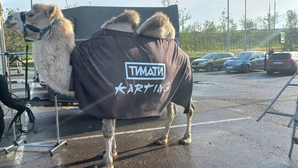 ВЕРБЛЮД В МЕГЕ БЕЛАЯ ДАЧА. РЕАКЦИЯ ПОСЕТИТЕЛЕЙ МЕГИ