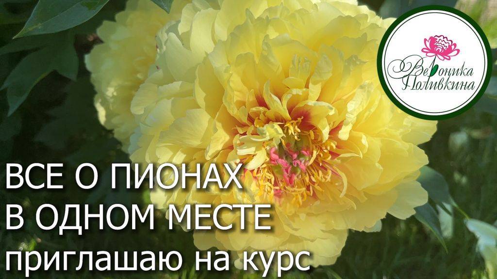 САМОЕ ПОЛНОЕ РУКОВОДСТВО ПО ВЫРАЩИВАНИЮ ПИОНОВ