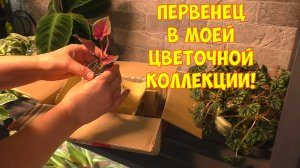 Распаковка посылки с комнатными цветами. Шикарные новинки 😍