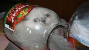 ПРИКОЛЫ С ЖИВОТНЫМИ ДО СЛЕЗ  СМЕШНЫЕ КОТЫ ЛУЧШИЕ ПРИКОЛЫ С КОТАМИ, СОБАКАМИ, КОТИКИ, СОБАЧКИ 2025