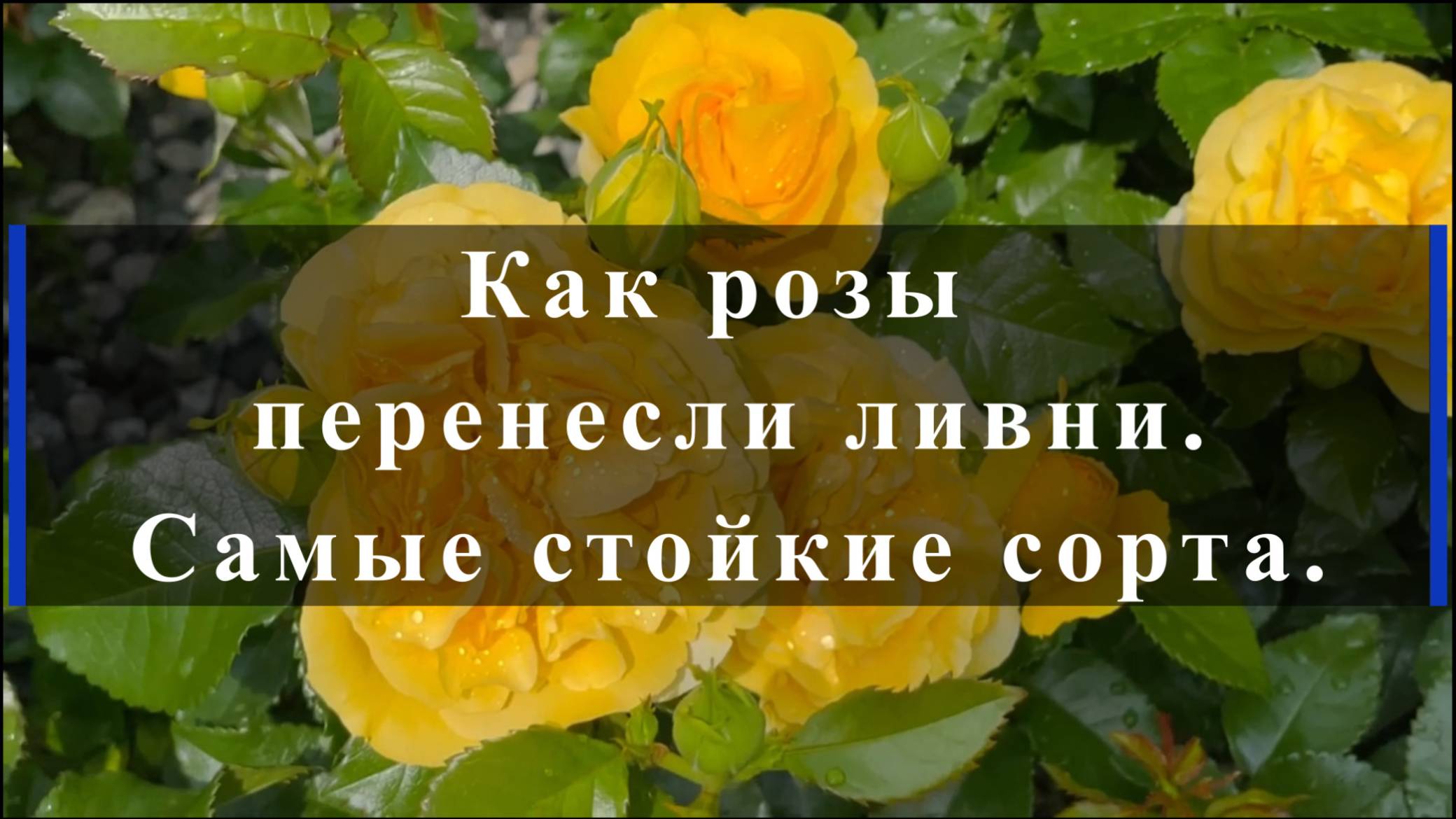 Как розы перенесли ливни. Самые стойкие сорта. смотреть онлайн