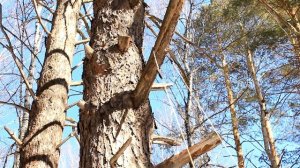 Апгрейд карманной цепной пилы | Chainsaw Monster Upgrade