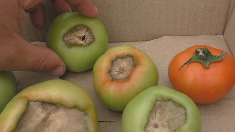 🍅 Кальций для томатов: как избежать вершинной гнили? смотреть онлайн