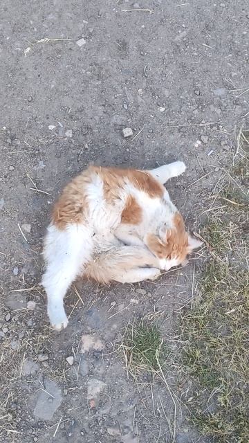 Кот Тюлень ну или Свинья смотреть онлайн