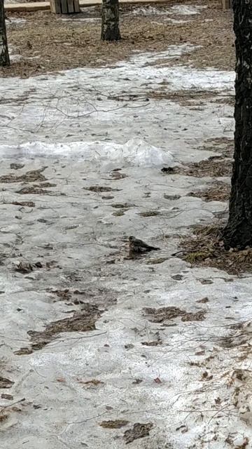 Дрозд принимает ванну, чистит перья, готовится встречать весну смотреть онлайн