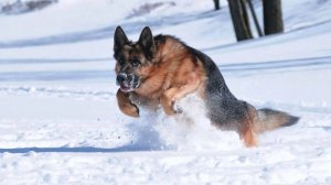 Самый верный, преданный и бесстрашный друг... НЕМЕЦКАЯ ОВЧАРКА в деле!