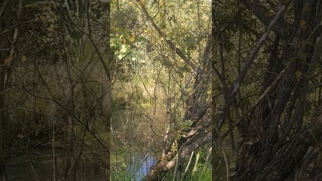 Камышницы на Яузе Москва сентябрь 2023 смотреть онлайн