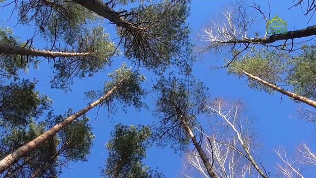 Стихи над миром. Стихотворения Андрея Дементьева смотреть онлайн